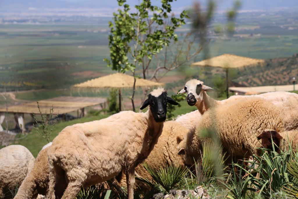 Dar El Mandar - Ferme & Table D'Hote Berbere Bhalil Ngoại thất bức ảnh